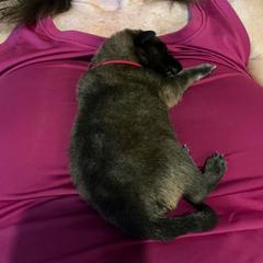 Belgian Tervuren Puppies from Meadowpark Belgian Tervuren, LLC