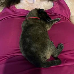 Belgian Tervuren Puppies from Meadowpark Belgian Tervuren, LLC