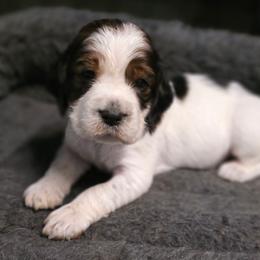 Rio Black tipped sable - Black white and tan male English Springer Spaniel puppy in Waynesburg, Ohio from Rebels Ridgeview Acres