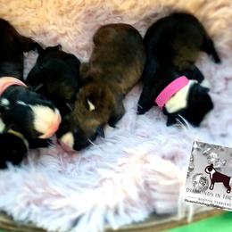 Boston Terrier Puppies from Diamonds In The Ruff Boston Terriers
