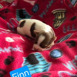 Finn - Chocolate, tan and white male Yorkshire Terrier puppy in Clarksburg, Indiana from Hidden Gems Parti Yorkies