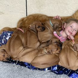 Rhodesian Ridgeback Puppies from Alta Ridgebacks