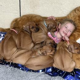 Rhodesian Ridgeback Puppies from Alta Ridgebacks