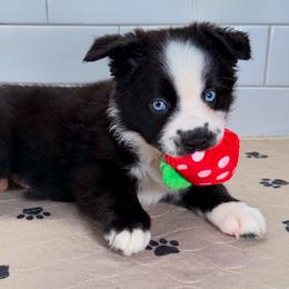 Red - Black & white male Miniature Australian Shepherd puppy in Newberry, Florida from Southern with Grace Mini Aussies