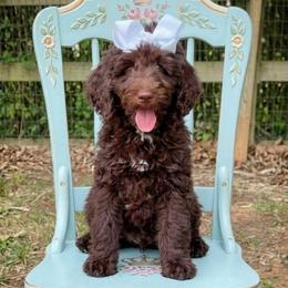 Indie - Chocolate female Double Doodle puppy in Cleveland, Tennessee from Edgewater Doodles & Designer Pups
