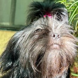 Sissy in - Brindle female Shih Tzu puppy in Victorville, California from Precioustzus