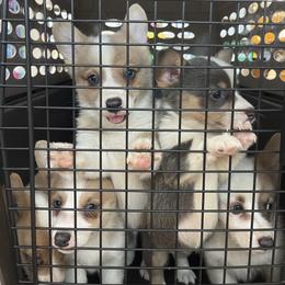 "Shot appt " Pembroke Welsh Corgi Puppies from Chase Em All Corgis
