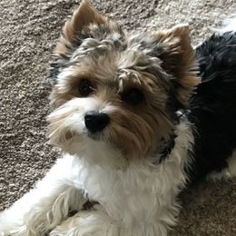 Biewer Terriers from Shanks' Biewer Terriers