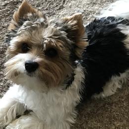 Biewer Terriers from Shanks' Biewer Terriers