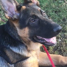 German Shepherd Puppies from Typecast GSD’s
