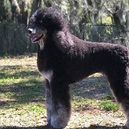 Chinese Cresteds and Poodles from Posh Poodles & Chinese Cresteds