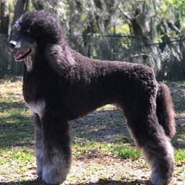 Chinese Cresteds and Poodles from Posh Poodles & Chinese Cresteds