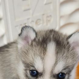 Siberian Husky Puppies from Spirit of the Moon Siberians