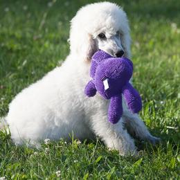 Poodle Puppies from Wispynook Poodles