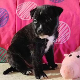 Smooch - Black brindle female American Staffordshire Terrier puppy in Bastrop County, Texas from Ironheart American Staffordshire Terriers