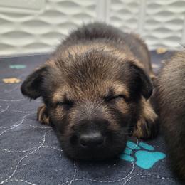 Xero (Blue male) - Sable male German Shepherd puppy in Winchester, Kentucky from Del Lago Canine