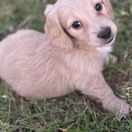 Boy 1 - Cream male Dachshund puppy in Bartlesville, Oklahoma from OkieDokieDox