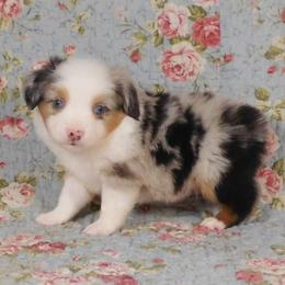 Almond - Blue merle male Toy Australian Shepherd puppy in Okeana, Ohio from Fetching Toy Aussies
