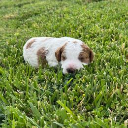 Coco - Blenheim female Cavapoo puppy in Ivins, Utah from Taylia's Cavapoos