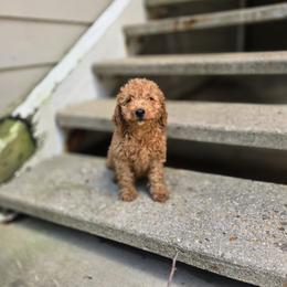 Red Bow - Apricot male Goldendoodle puppy in Germantown, Maryland from Honey Blossom Doodles