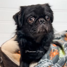 Fluffy Bruno - Black male Pug puppy in Shady Hills, Florida from Premium Pugs