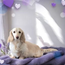 Pinky Pie 🥧 - Dachshund