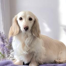 Pinky Pie 🥧 - Dachshund