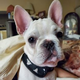 French Bulldogs from Dayna's Frenchies
