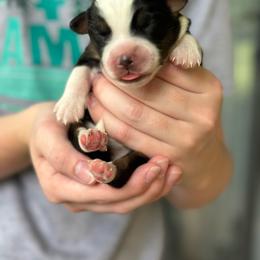 Clove - Black and white female Aussiedoodle puppy in Charlestown, Indiana from Forever Aussies and A Doodle