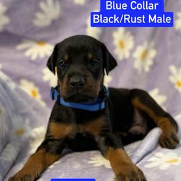 Blue Collar - Black and rust male Doberman Pinscher puppy in Lake City, Florida from Paintedcrazy Doberman Pinchers