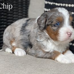 Chip - Blue merle male Bernedoodle puppy in Henry, Illinois from Rowe Farms Doodles