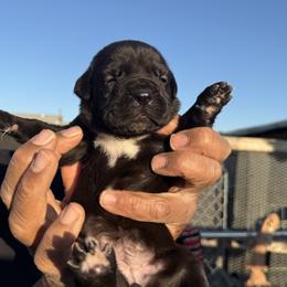 Girl 7 - Cane Corso puppy from Busch Kennels LLC