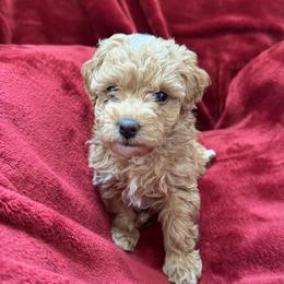 Goldendoodle Puppies from Paws of Doodlws