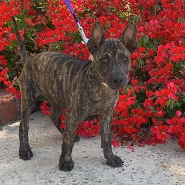 Vietnamese Phu Quoc Ridgeback Puppies from Vietnamese Phu Quoc Ridgeback Dogs of Southern California