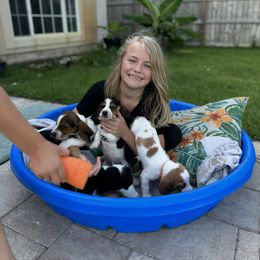 Basset Hound Puppies from Breeze Basset Hounds