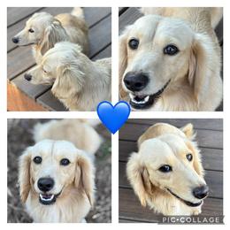 Jaxx - Cream male Dachshund puppy in Rutherfordton, North Carolina from Mountain Farm Dachshunds