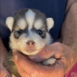 Aspen - Black and white male Pomsky puppy in Spring Hill, Florida from PDQ Pomskies