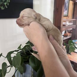 Girl 1 - Cream female Dachshund puppy in Gouverneur, New York from Dack Dachshunds
