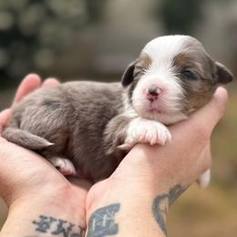 Storm - Blue merle female Miniature American Shepherd puppy in Phoenix, Arizona from Outlaw Minis