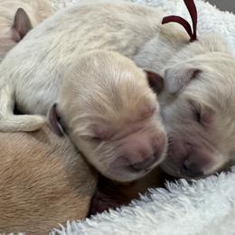 Teal - Golden female Golden Retriever puppy in Angier, North Carolina from Howard's Retrievers