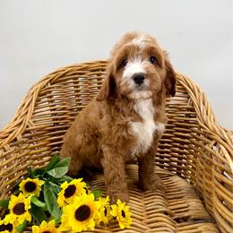 Sol - Red male Cavapoo puppy in Beresford, South Dakota from DAKOTA DOOD RANCH