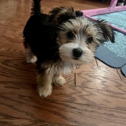 Shihpoo and Yorkipoo Puppies from Christina’s Puppy Utopia