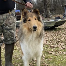 Dusty - Collie