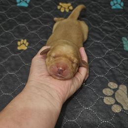 Venus - Yellow female Labrador Retriever puppy in Elloree, South Carolina from Moonlight Kennels LLC