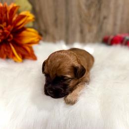 Buddy - Wheaten male Whoodle puppy in Merritt, Michigan from Genesis Family Farm