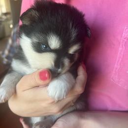 Denali - Black and white female Pomsky puppy in Rathdrum, Idaho from Smart Pomskies and Frenchies