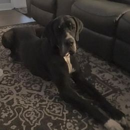 Luna - Great Dane