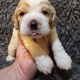 Captain - Red and white male Cocker Spaniel puppy in Florence, South Carolina from Reddick's American Cocker Spaniels
