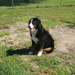 Beretta - Bernese Mountain Dog