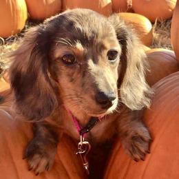 Dachshund Puppies from Meldox